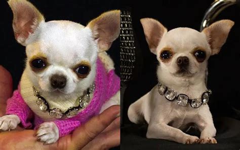 Worlds Smallest Living Dog Is 9 Cm Chihuahua