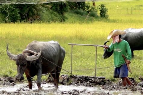 Sbn 866 Amending The Revised Charter Of The Philippine Crop Insurance Corporation Act Of 1995