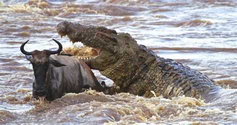 Nile Crocodile Attack Wildebeest Wild Animals Attack Nile Crocodile