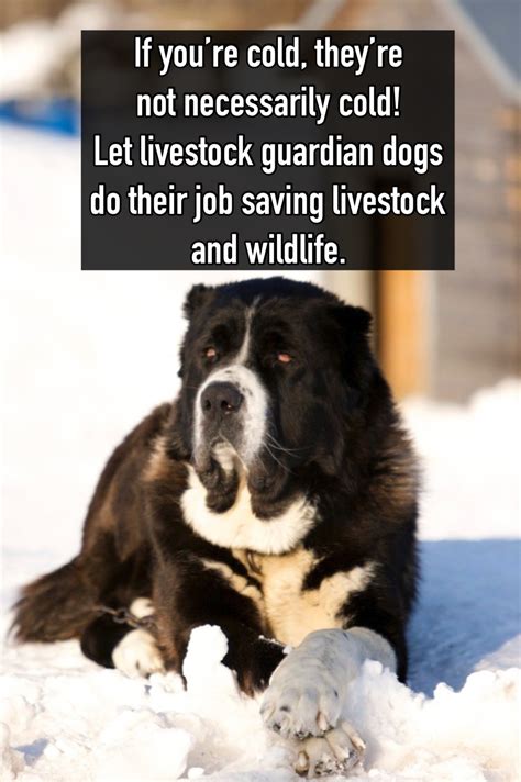 Let Livestock Guardians Do Their Jobs! - For Fox Sake Wildlife Rescue