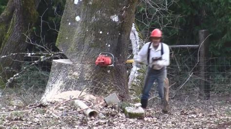Falling Big Oak Tree With Chain Saw And Crosscut Saw Youtube