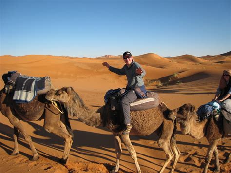 Dromedary camel has one hump. Escape the CityMerzouga, Moroccan Sahara: One hump or two ...