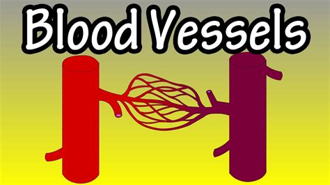 Red blood cells start as immature cells in the bone marrow and after approximately seven days of maturation are released into the bloodstream. Blood Vessels In The Body - What Are Blood Vessels ...