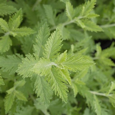 Russian Sage facts and health benefits