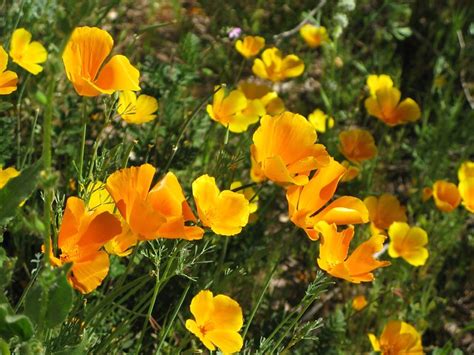 Wildflowers in the sonoran desert of arizona, usa. Arizona Desert Wildflowers | Flickr - Photo Sharing!