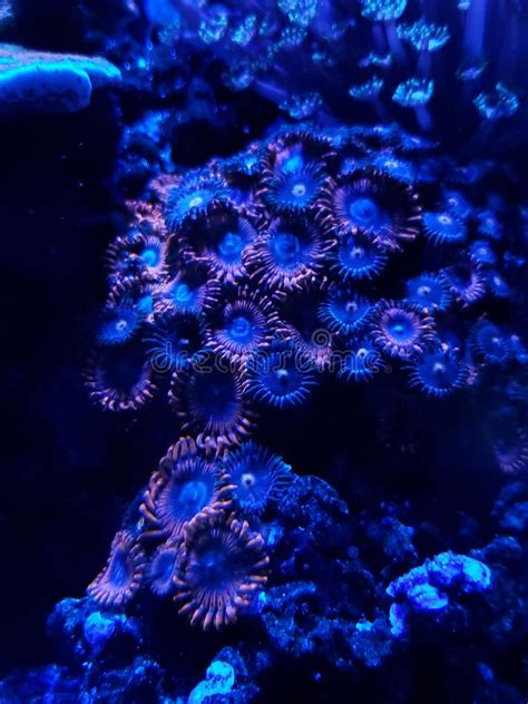 Live Corals In A Saltwater Aquarium Stock Photo Image Of Live Fauna