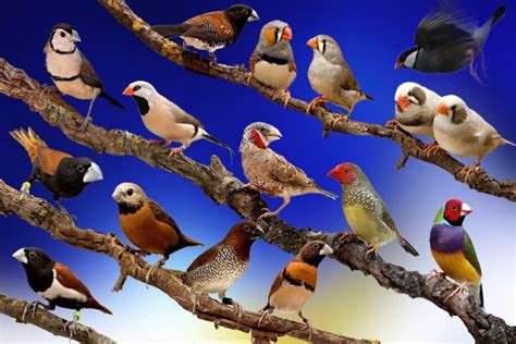 Variedad De Pájaros Posados En Las Ramas 43564