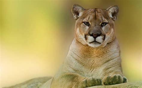 1920x1200 Cool Cougar Coolwallpapersme