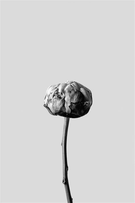 Background black space texture dark night abstract future moon. Best blossom flowers gifs Download Free For WhatsApp ...