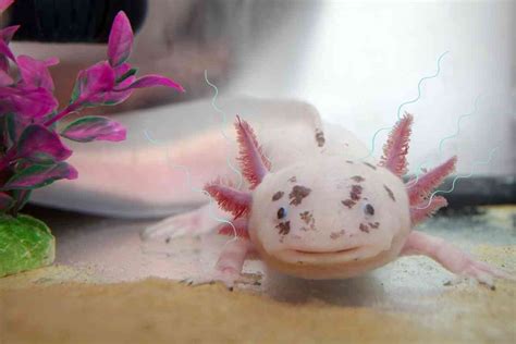 Why Do Axolotls Flap Their Gills And What It Means Embora Pets