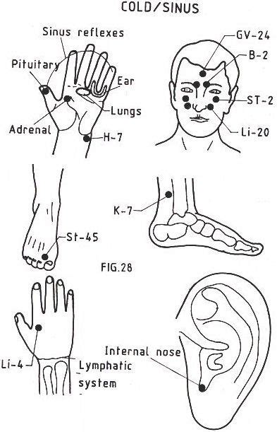 21 Acupressure Points For Cold Relief Ideas Acupressure Acupressure