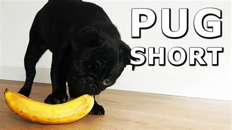 Suppose you have a couple of ripe persimmons just lying around since you've bought a few too many, and you're probably sick of them. Can dogs eat bananas? - YouTube