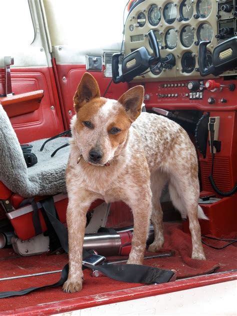 How big an australian cattle dog (blue heeler, red heeler) can get will vary from dog to dog. 39 best ideas about Red heeler puppies spring flowers 3/12 ...