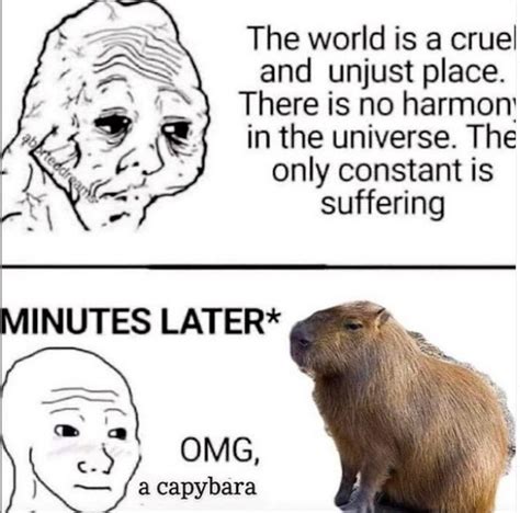Omg A Capybara Capybaras Know Your Meme