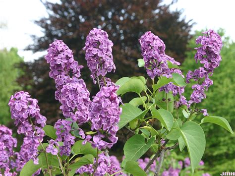 Lilacs Flickr