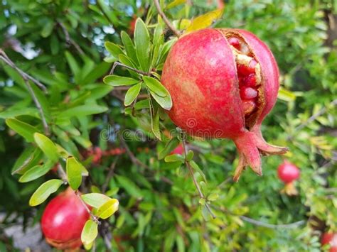 It reaches 15 to 25 feet in height, depending on growing conditions and pruning and is very drought tolerant, thriving in drier parts of california and arizona. Open Pomegranate With Leaves On A Tree Branch Stock Photo ...