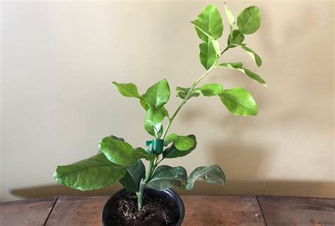 Whatever you call it, this indoor fruit tree is a delight to grow for its citrusy fragrance and unusual appearance. Shop Citrus Tree, Kaffir Lime (Shipping Included) and ...