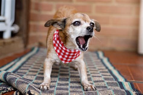 How To Stop Your Dogs Barking When Preparing Their Food Pethelpful