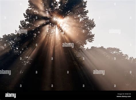 Crepuscular Rays Coming Through Tree In Fog At Sunrise Stock Photo Alamy