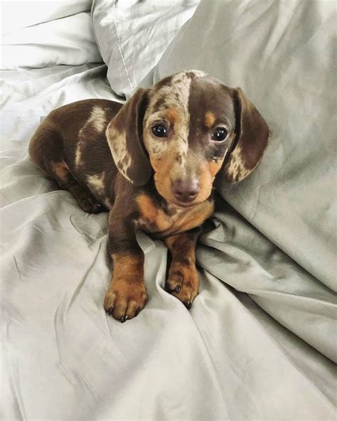 227k Likes 323 Comments Dachshund World® Thedoxieworld On