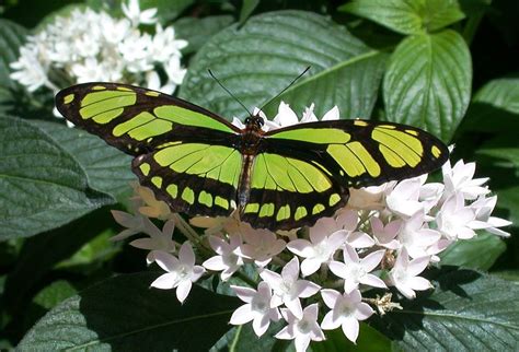 Green Colored Butterflies ~~ Butterfly Colors
