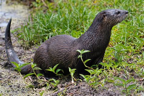 North American River Otter | BirdForum