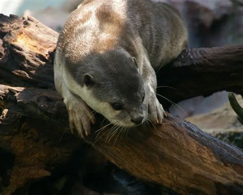 Smooth Coated Otter Facts Diet Habitat And Pictures On Animaliabio