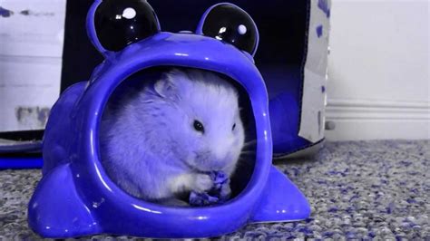 No, hamsters should not be given almonds, since some of these nuts contain potassium cyanide, which is toxic and can even be lethal to hamsters. hamster eat broccoli HD - YouTube