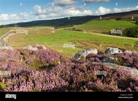 Habitat Heather Moorland Hi Res Stock Photography And Images Alamy