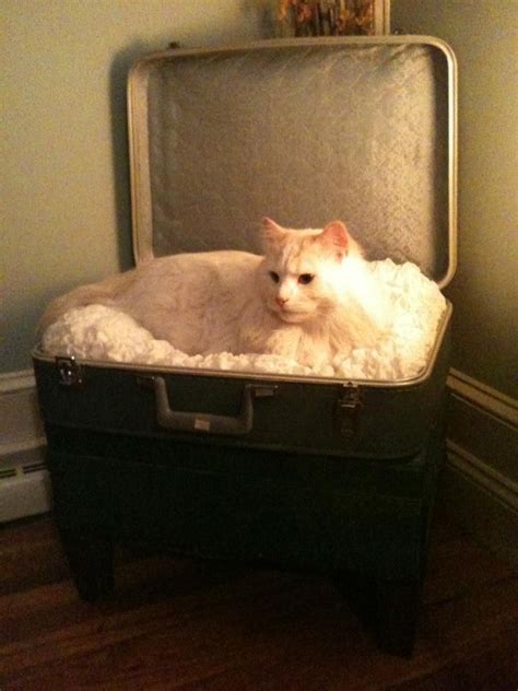 Suitcase Cat Bed Marcel Loves It