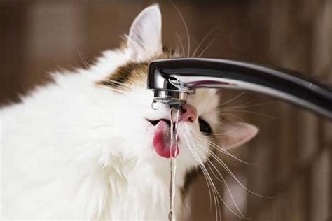 Is Your Cat Not Drinking Water 10 Ways To Get Your Cat To