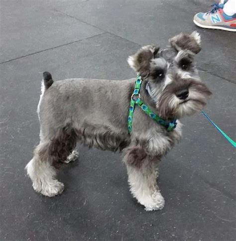 Pin By Michelle On Animal Cuties With Images Schnauzer Breed