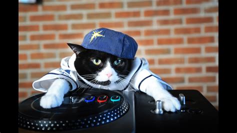 Funny Video Dj Cat Youtube