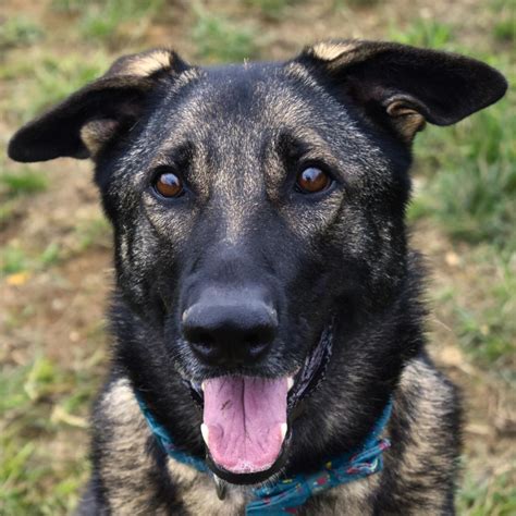 Kaya Is Available For Adoption At Antietam Humane Society