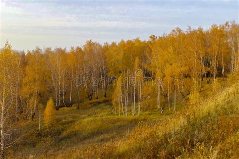 Beautiful Autumn Yellow Birch Forest In Russia Stock Image Image Of