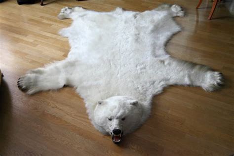 Polar Bear Skin Stock Photos Pictures And Royalty Free Images Istock