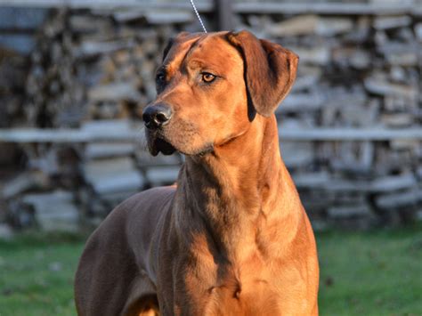 Check spelling or type a new query. Rhodesian Ridgeback - Hunde123