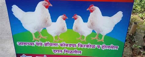 Poultry Farm Chicks In Pune पोल्ट्री फार्म चिक्स पुणे Latest Price And Mandi Rates From