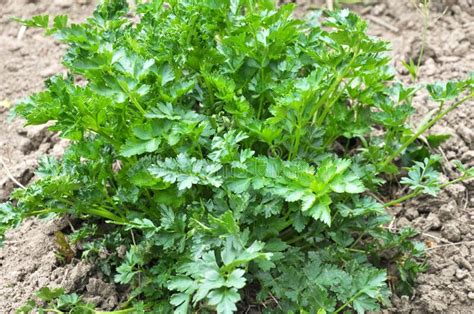 Parsley Grows In Open Ground Stock Image Image Of Green Flavor
