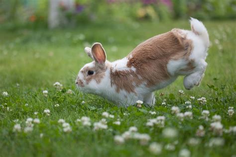 It could be a variety of reasons. Why Does My Bunny Do That?