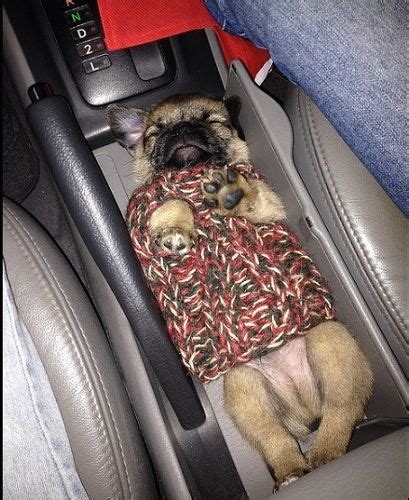 8 Photos Proving Dogs Can Sleep Anywhere Cute Pugs Pugs Pugs Funny