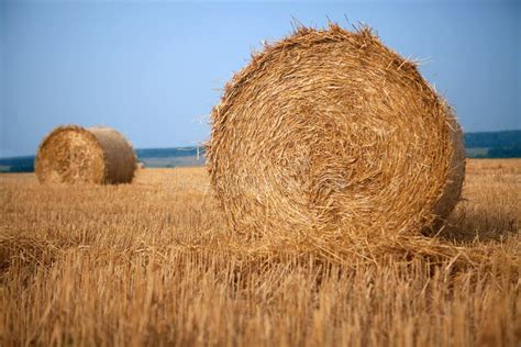 Stack Of Hay Stock Image Image Of Natural Fall Bail 16510519