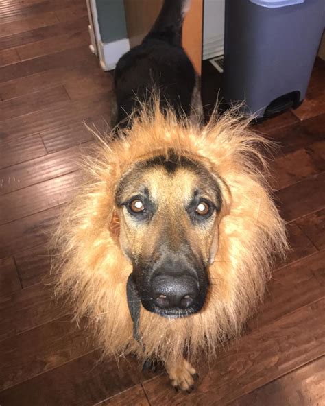 In order to buy the right dog food for your german shepherd, consider the following factors: Pin by The German Shepherd on German Shepherd Dressed Up ...