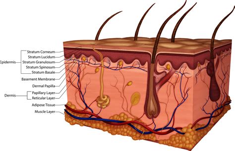 Structure And Function Of The Skin