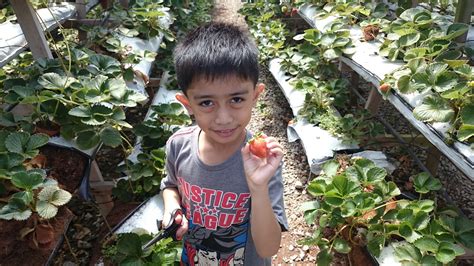 Pasar malam golden hill cameron highland selepas pkp cameron highland night market 2020. Today BAHAGIA: PETIK STRAWBERRY DI KAMPUNG TAMAN SEDIA ...