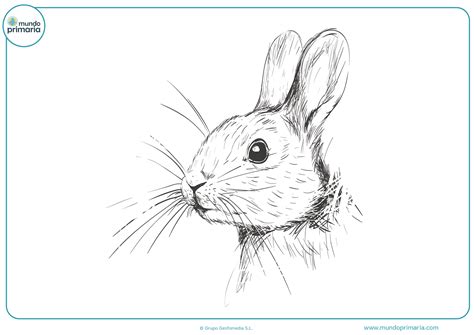 Dibujos para colorear de amor de winnie pooh bebe. Sombras Dibujos De Animales A Lapiz Faciles De Hacer