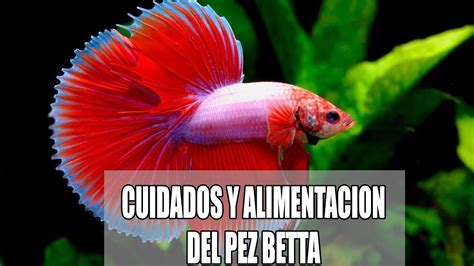 El Pez Betta Cuidados Y Alimentacion Del Pez Betta Acuarioslp Youtube