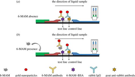 A Lateral Flow Strip Based On Gold Nanoparticles To Detect Monoacetylmorphine In Oral Fluid
