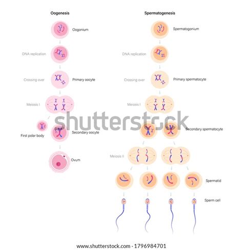 Spermatogenesis Oogenesis Cell Division Dna Replication Stock Vector