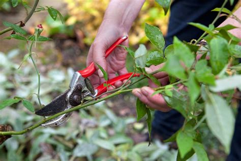 When To Prune Roses In Pictures Bbc Gardeners World Magazine